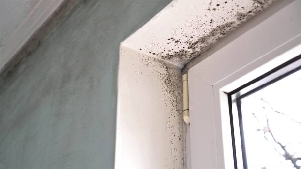 Best Health and Safety Mold Remediation in Las Animas, CO