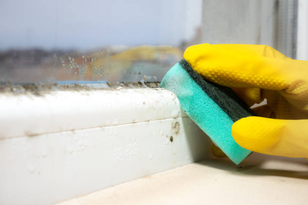 Best Localized Mold Remediation (e.g., coastal areas, humid climates) in Las Animas, CO