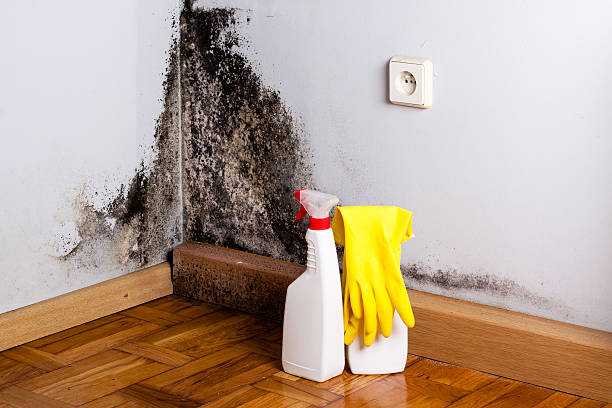 Professional Mold Remediation in Las Animas, CO